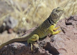 敏捷的蜥蜴图片大全