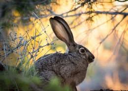 竖起双耳的兔子图片