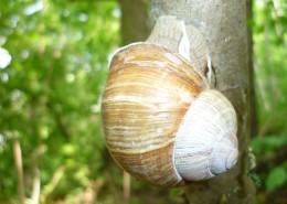 蜷缩在壳里的蜗牛图片