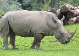 体型庞大的犀牛图片