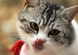 猫咪脸部特写图片大全