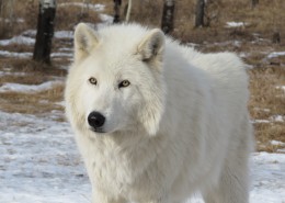 白色的野狼图片大全