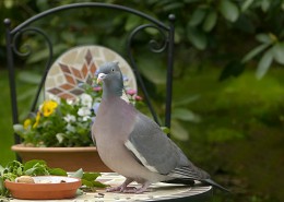 一只灰色鸽子图片