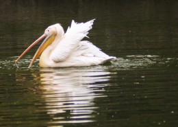 湖中的鹈鹕图片