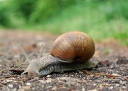 蜗牛高清图片