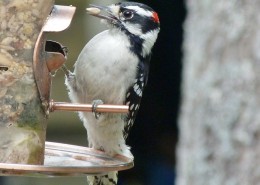 森林医生之啄木鸟图片大全