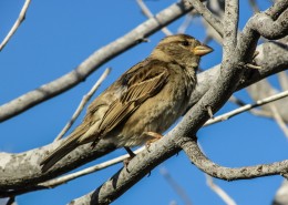一只可爱娇小的麻雀图片