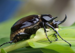 力大惊人的犀牛甲虫图片