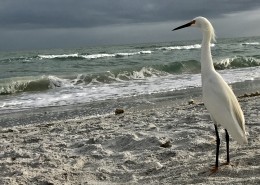 洁白的白鹭图片