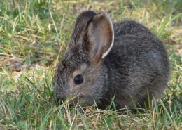 灰色的兔子图片大全