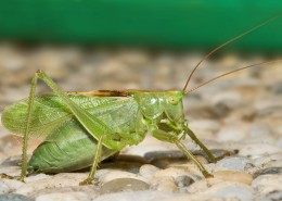 一只绿色的蚱蜢图片大全