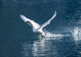 白色的天鹅图片