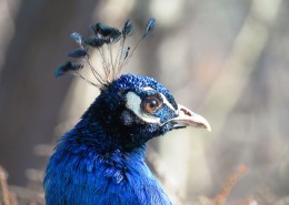 孔雀头部高清图片