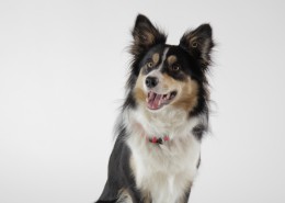 顽皮可爱的牧羊犬图片