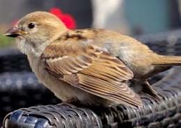 小巧玲珑的麻雀图片