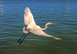 展翅飞翔的白鹭图片大全