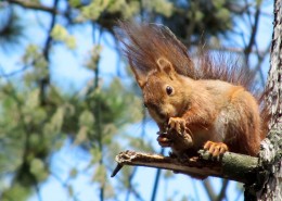 灵巧可爱的小松鼠图片
