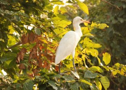 洁白的白鹭图片