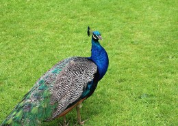 一只美丽的孔雀图片