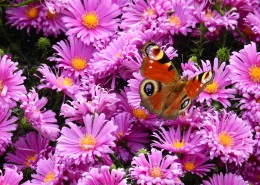 花丛中的孔雀蝴蝶图片大全