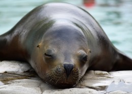 呆萌的海狮图片