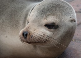 呆萌可爱的海狮图片