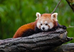 野生的小熊猫图片