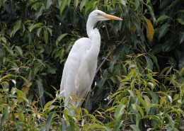 一只洁白的白鹭图片