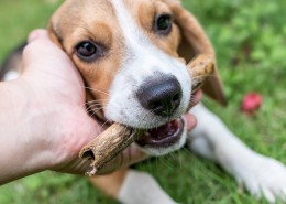 忠实的狗狗图片