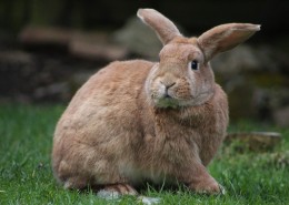 软萌可爱的兔子图片大全2