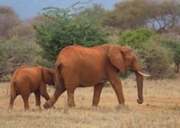 走在一起的大象和小象图片大全