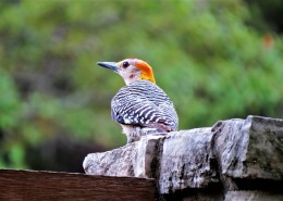 森林医生之啄木鸟图片