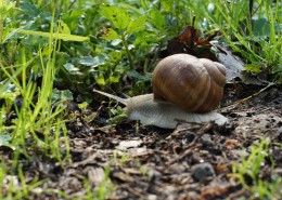 缓慢爬行的蜗牛图片