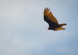 空中的飞鸟图片