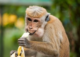 调皮可爱的猴子图片