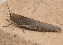 一只蚱蜢高清图片