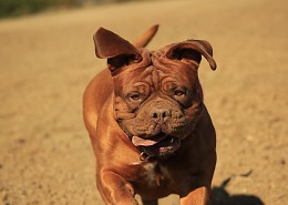 顽皮可爱的波尔多犬图片大全