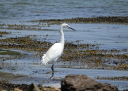 一只洁白的白鹭图片