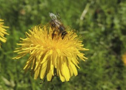 采蜜的小蜜蜂图片大全
