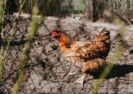 农场里的家禽图片