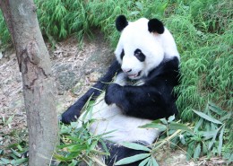 国宝大熊猫图片