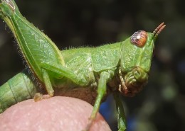 蚱蜢微距摄影图片大全