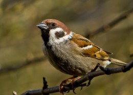 一只小巧玲珑的麻雀图片