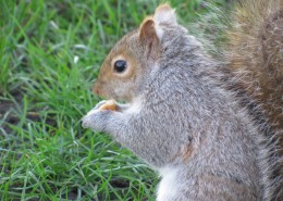 灰色的小松鼠图片
