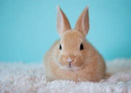 软萌可爱的兔子图片大全
