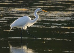 站在水中的一只白鹭图片