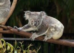 体态憨厚的考拉图片大全