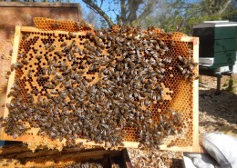 蜂箱里的蜜蜂图片