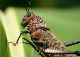 蚱蜢微距摄影图片