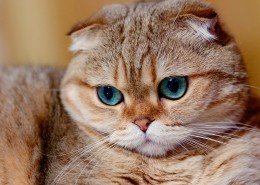 萌宠苏格兰折耳猫图片